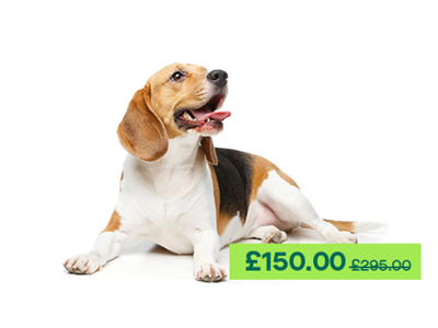 Beagle dog laying down