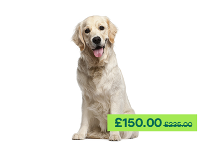 Golden Retriever Dog sitting down