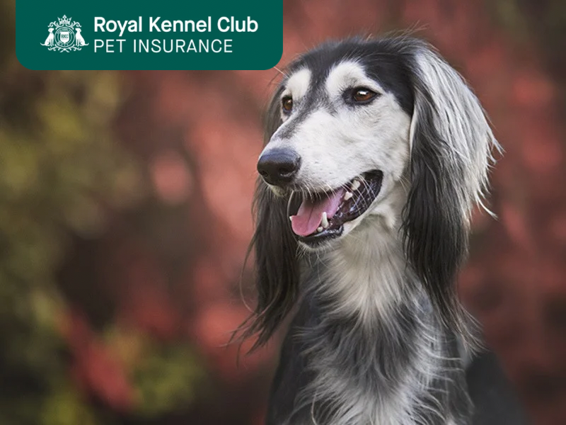 Saluki