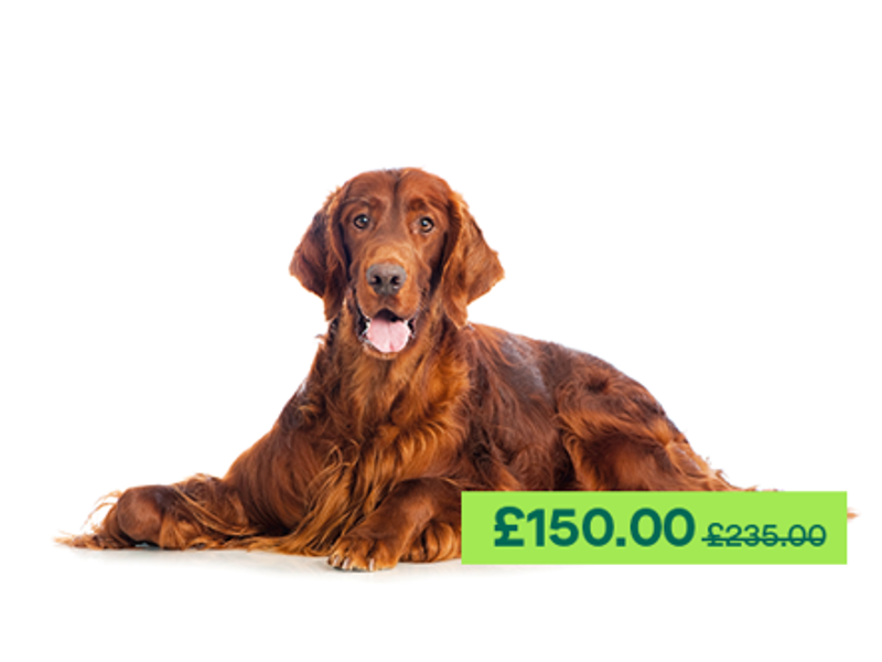 Irish Setter dog laying down