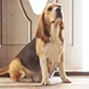 Pregnant beagle sitting down in an indoor hallway.