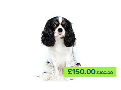 Cavalier King Charles Spaniel sitting down