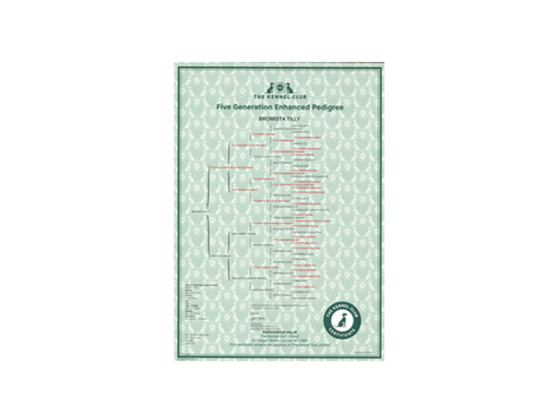 Enhanced Five Generation Pedigree