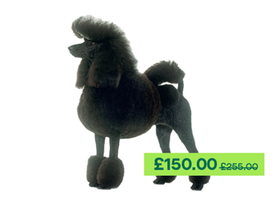 Poodle (standard) standing up