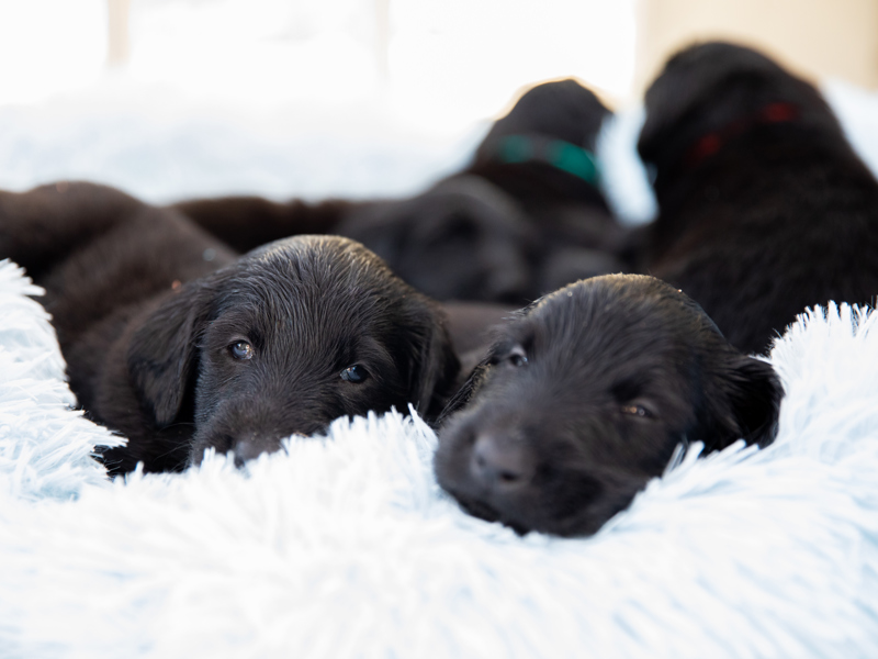 Puppies laying on blue pillow