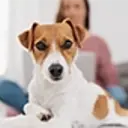Young Jack Russell laying down and looking at camera - person in the background.
