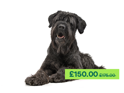 Russian Black Terrier dog laying down