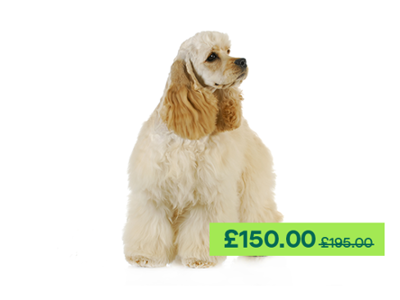 American Cocker Spaniel Dog standing up