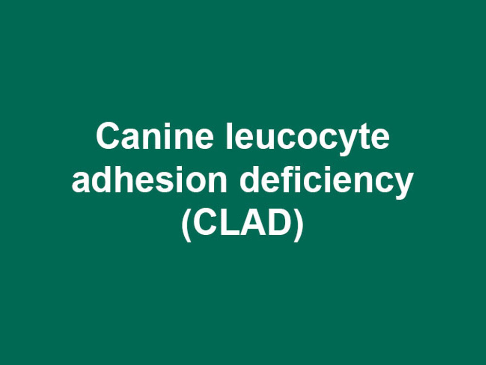 Umbraco.Cms.Infrastructure.PublishedCache.Property