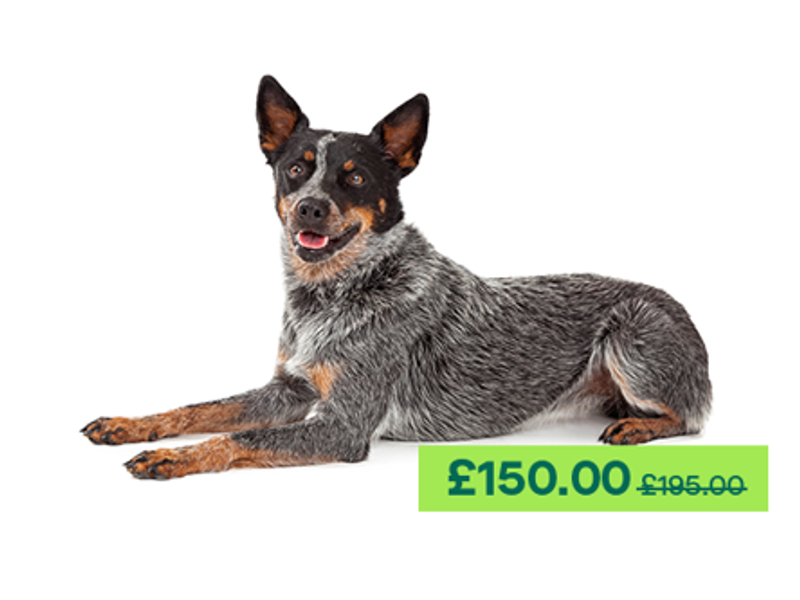 Australian Cattle Dog laying down