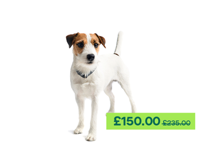 Parson Russell Terrier standing up