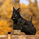 Black Scottish Terrier looking toward the camera.