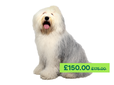 Old English Sheepdog sitting down