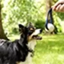 Medium sized black and white dog, looking at a ball-toy held by owner.
