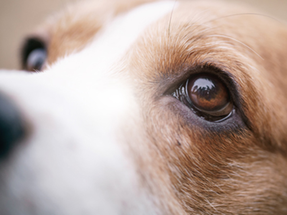 Bva/Kc/Isds Eye Scheme Examination