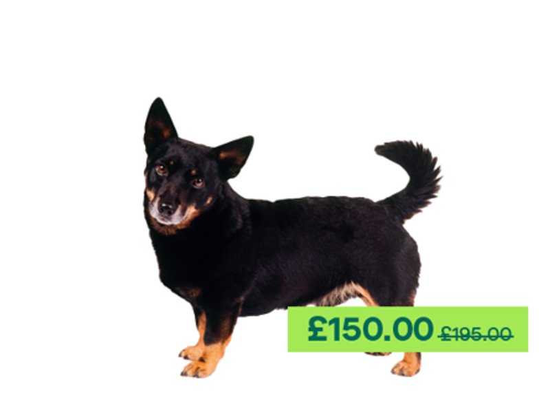 Lancashire Heller dog looking at the camera