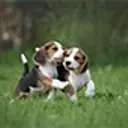 2 beagle puppies playing in a field.