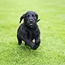 Black Flat Coat Retriever puppy running through field.