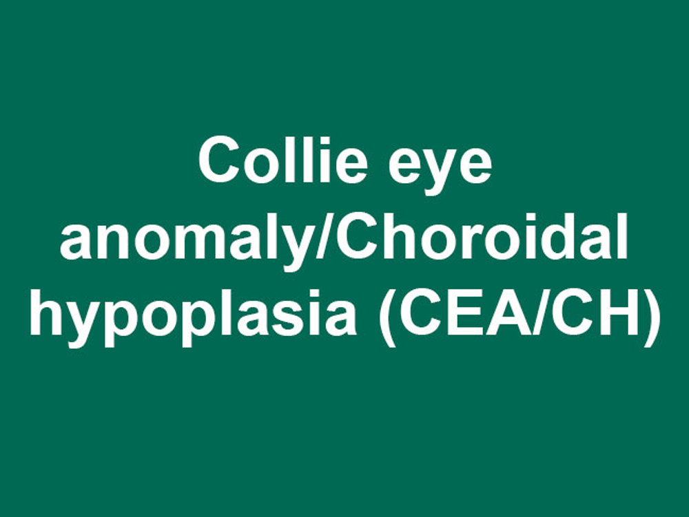 Umbraco.Cms.Infrastructure.PublishedCache.Property