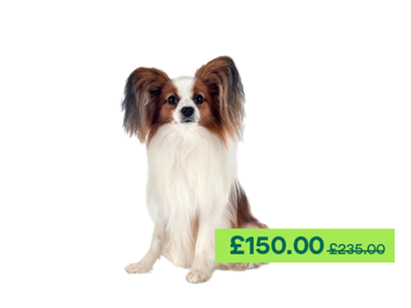 Papillon sitting down