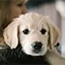 Cream coloured puppy looking over a person's shoulder, whilst being held.