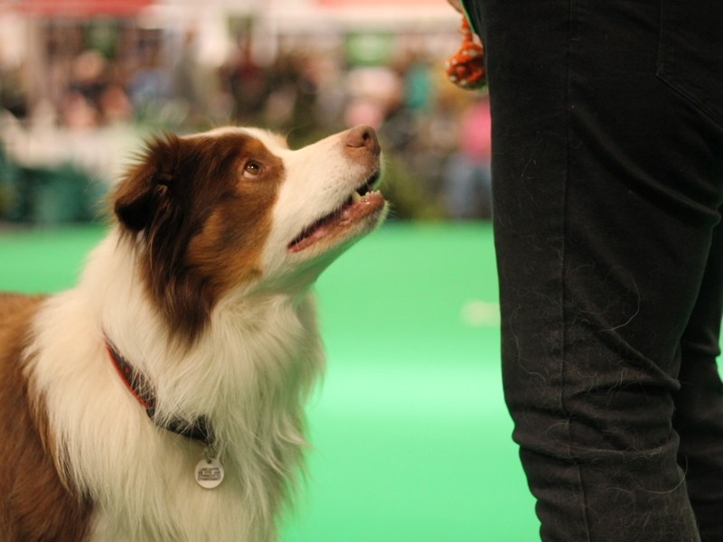 Dog sat down with owner pointing