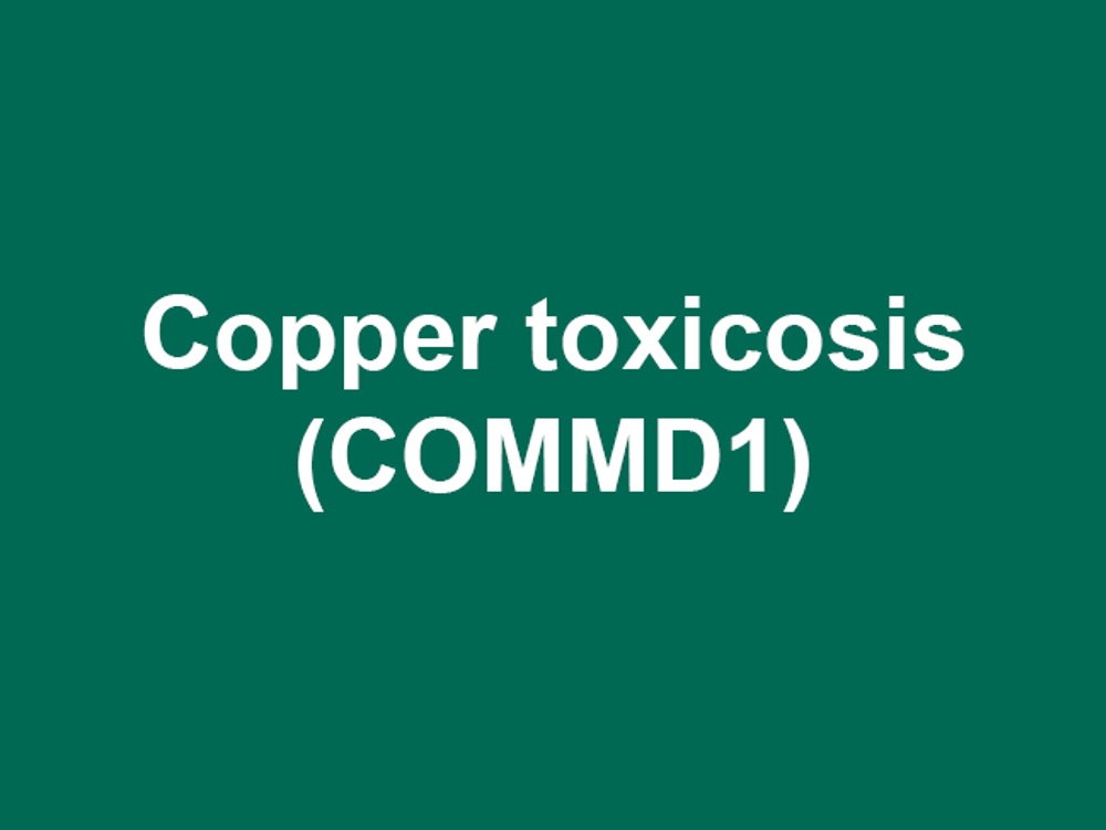 Umbraco.Cms.Infrastructure.PublishedCache.Property