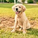 Golden Retriever Puppy with mouth open, sitting on grass.