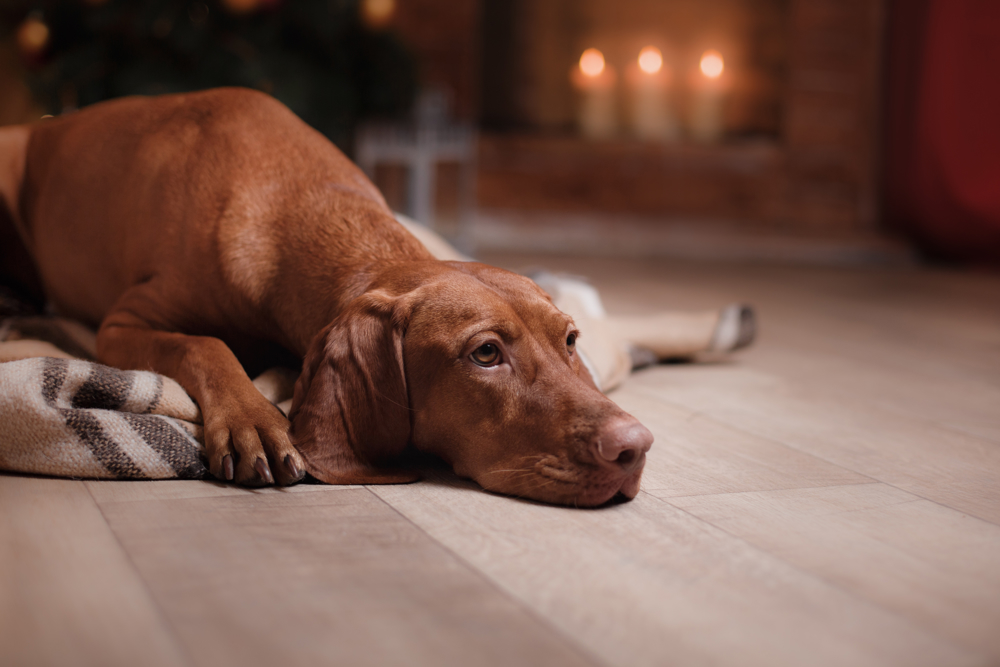 Why does my dog limp? | The Kennel Club