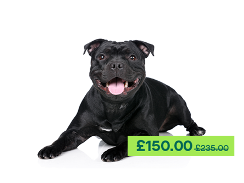 Staffordshire Bull Terrier laying down