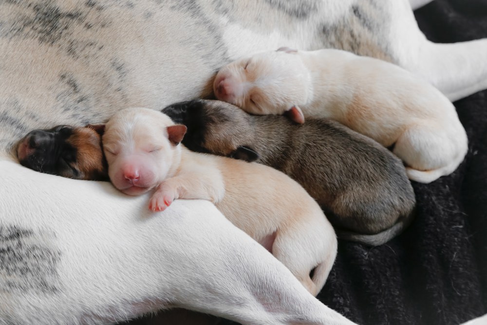 Sleeping Greyhound puppies.