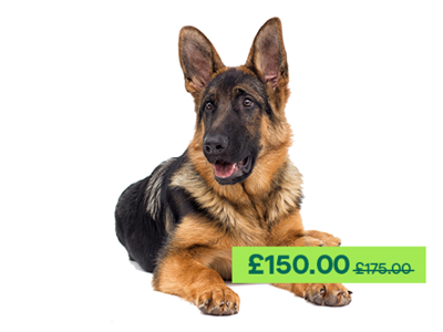 German Shepherd dog laying down