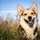 Corgi sitting in a meadow, facing the camera.