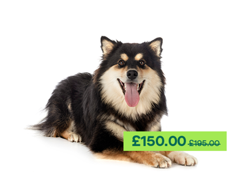 Finnish Lapphund dog laying down